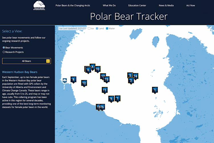 Screenshot of Polar Bear Tracker bear in February 2022