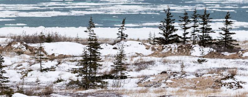 Trees on the Churchill shoreline in fall with snow