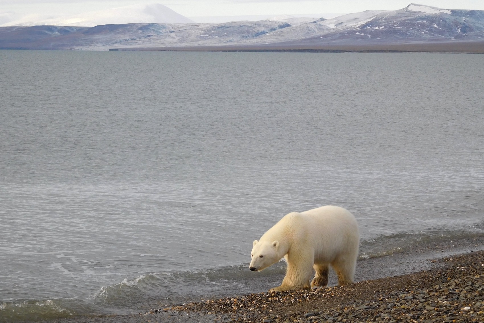 A healthy polar bear walks along the coast with open water in the background on Wrangel Island, Russia