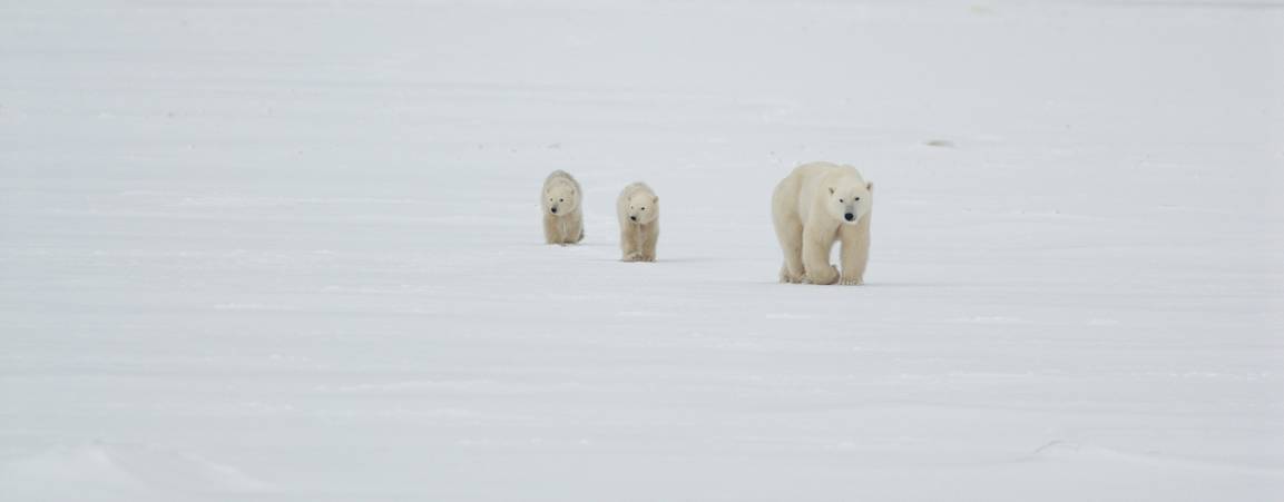 A mother polar bear and twin cubs on sea ice