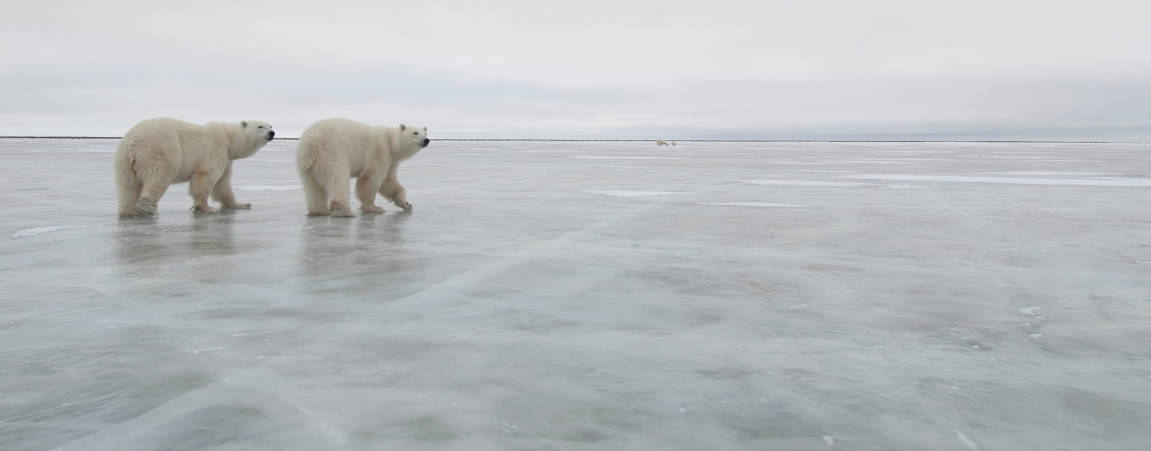 Here's how polar bears might get traction on snow