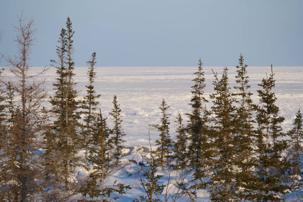 Snow-covered sea ice seen past a tree-lined shore in Churchill