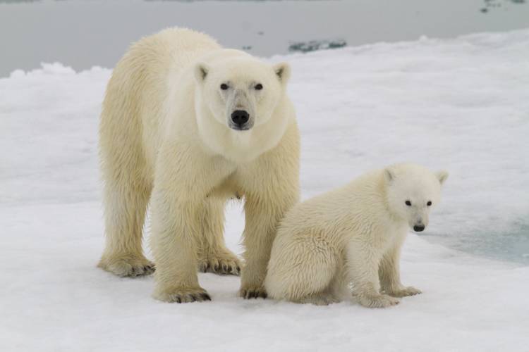 A mother polar bear and her cub