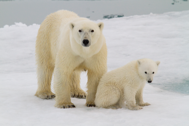 A mother polar bear and her cub