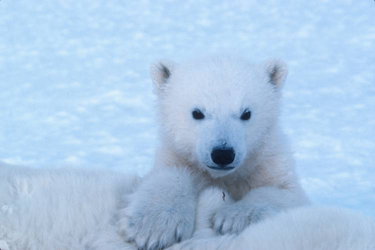 A polar bear cub peers over her mom