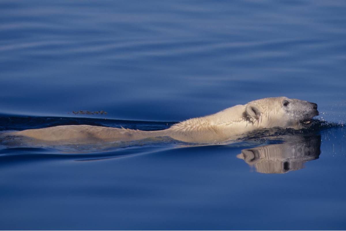 Polar bear swimming in the ocean