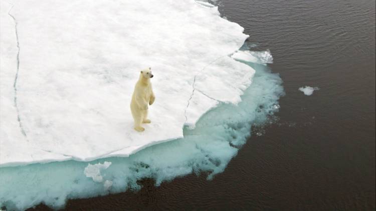 Polar bear on hind legs standing on the edge of the sea ice
