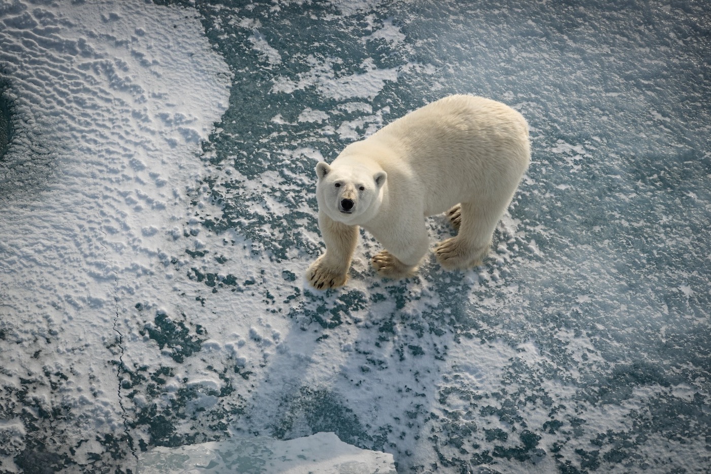 Aerial shot of a polar bear stands on a forming ice floe, looking up