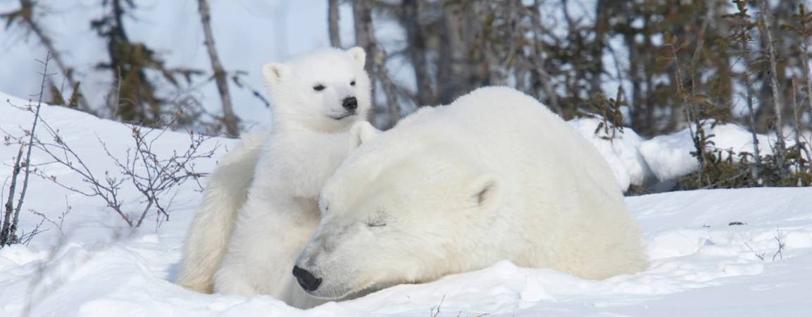 A mother bear laying in the snow with her cub leaning against her