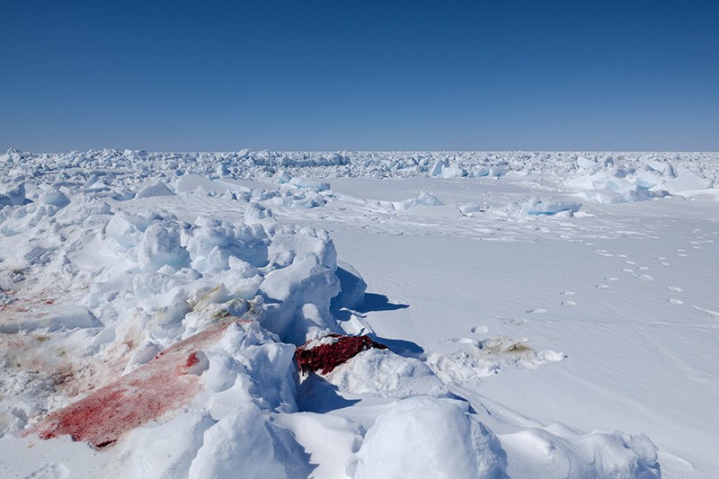 Remains of a bearded seal pup killed by an unknown polar bear