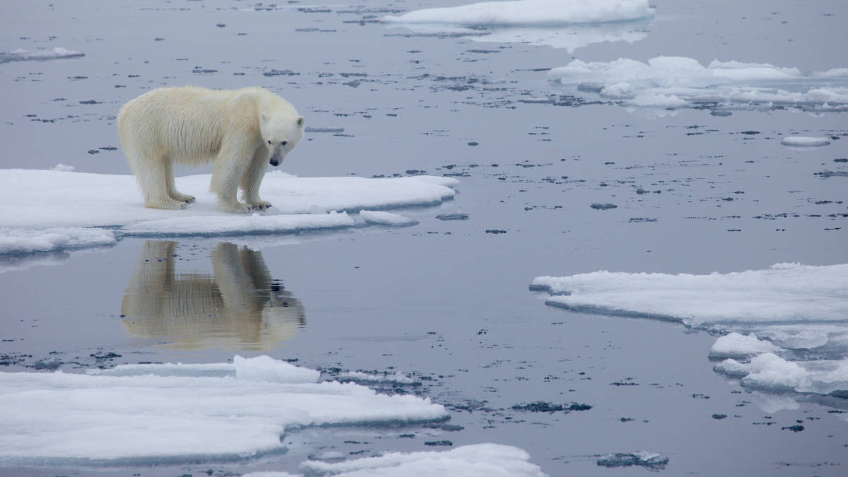 Polar Bear on Melting Ice Sheet