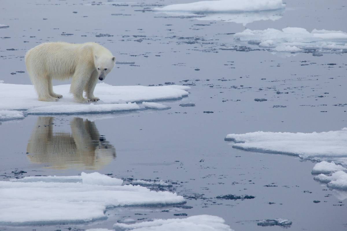 Polar Bear on Melting Ice Sheet
