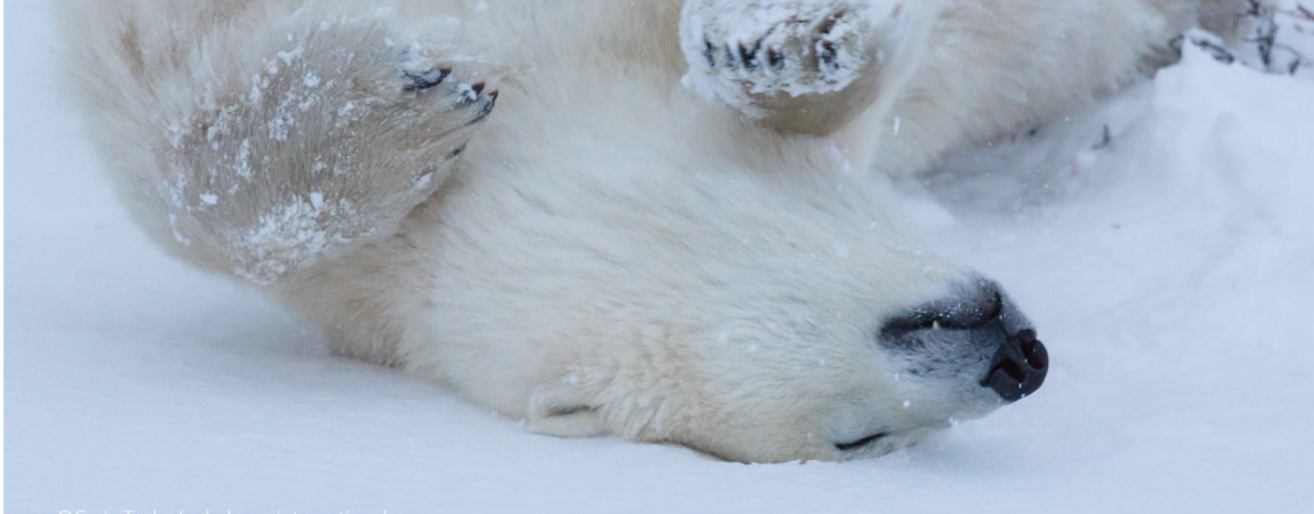 Polar bear rolling in snow on it's back