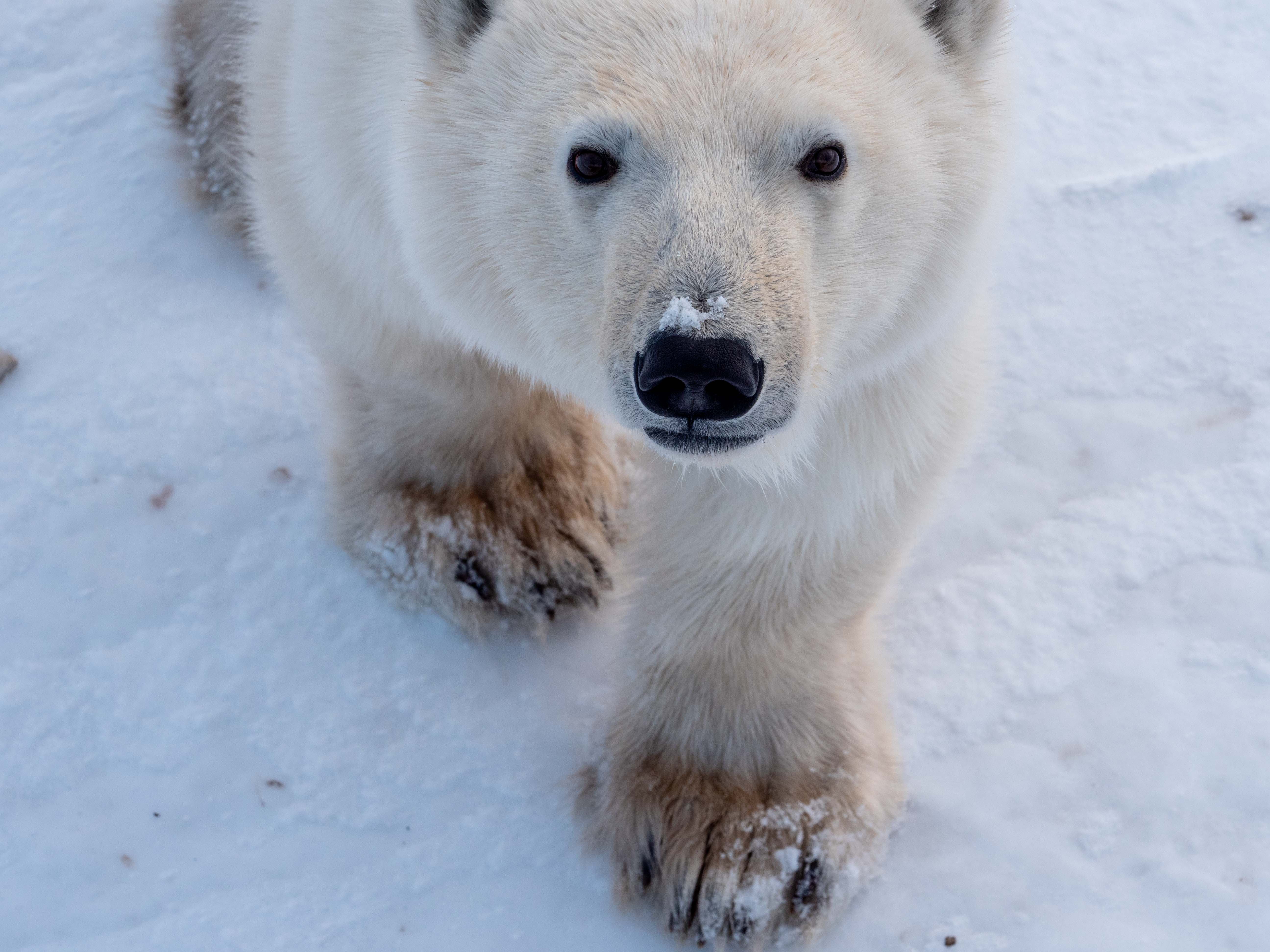 Close Up Polar Bear Looking at Camera 