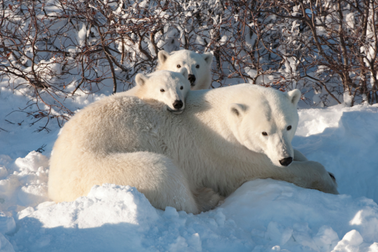 Mother bear and her two cubs image