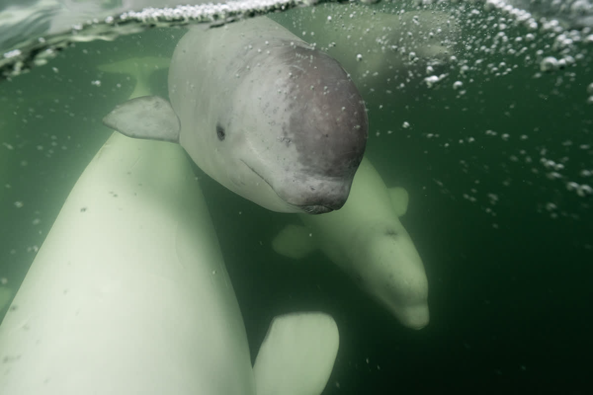 A baby beluga in a pod in Churchill River
