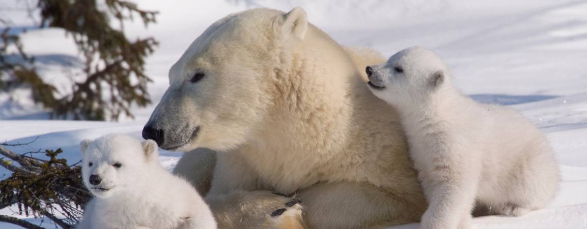 Mother bear and her two cubs image