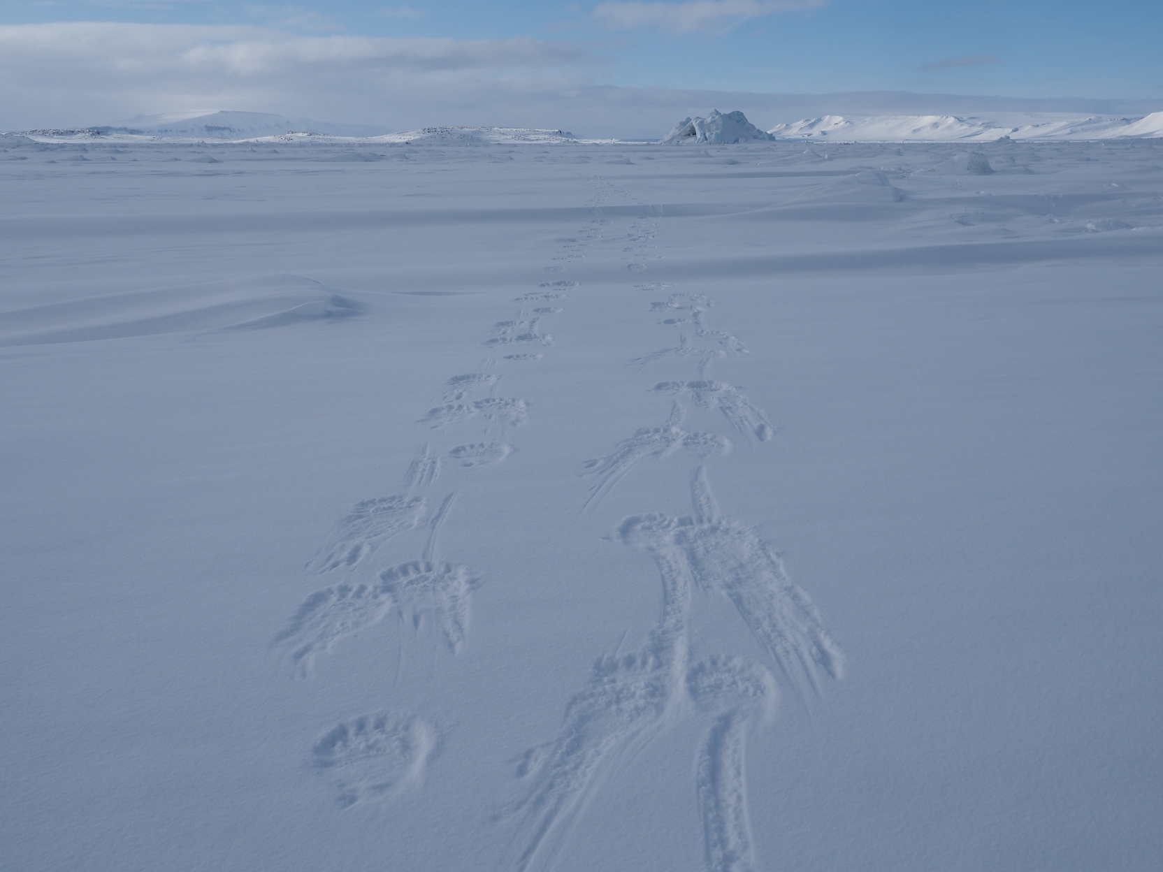 Polar bear tracks in the snow