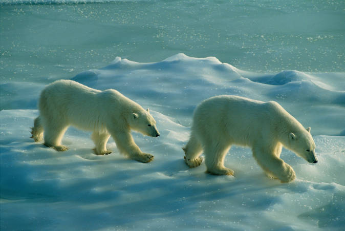 Two polar bears on sea ice