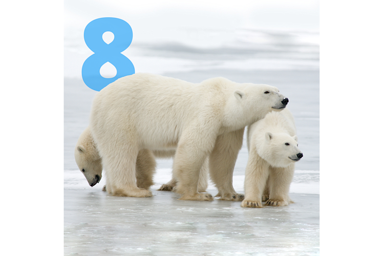 A mother polar bear and her cub on the sea ice