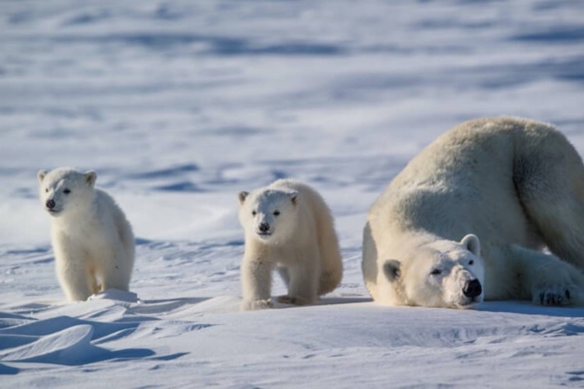 A polar bear mom rests while her two cubs play