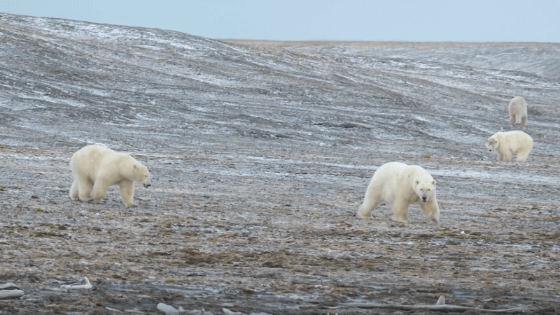 Wrapped in fog, three polar bears congregate on a hillside on Wrangel Island