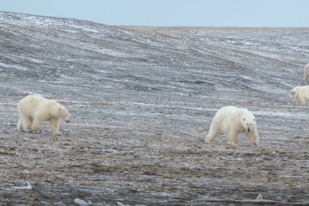 Wrapped in fog, three polar bears congregate on a hillside on Wrangel Island