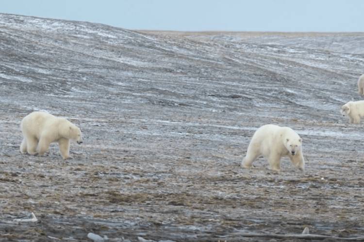 Wrapped in fog, three polar bears congregate on a hillside on Wrangel Island