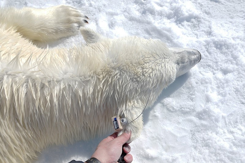 Fixing an ear tag to a polar bear in the field