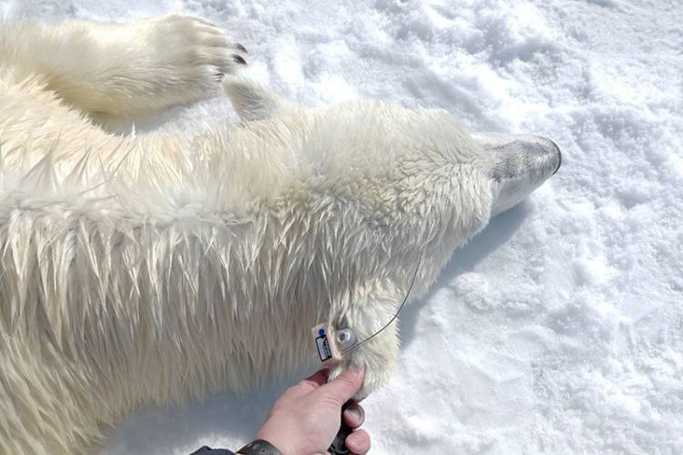 Fixing an ear tag to a polar bear in the field
