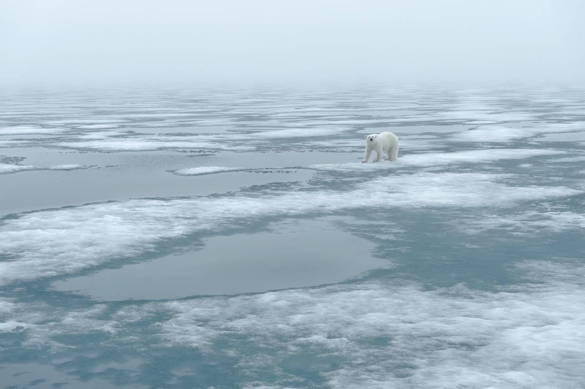 Polar bear: a powerful predator on ice