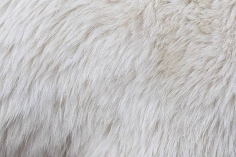 Close up of polar bear fur
