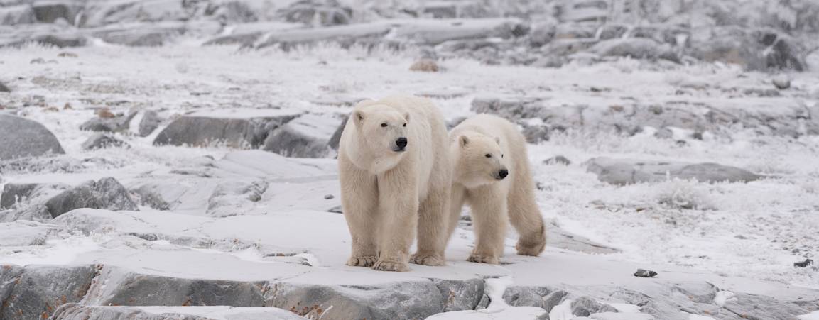 A mother polar bear and her yearling cub on land near Churchill, Manitoba