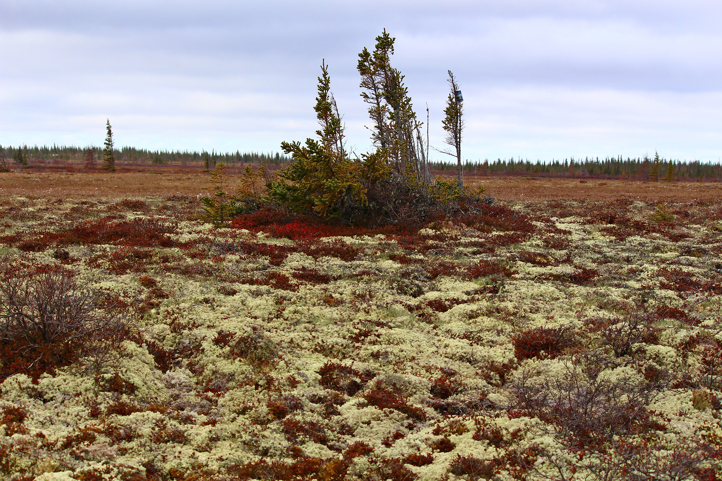 Tundra near Churchill, Manitoba