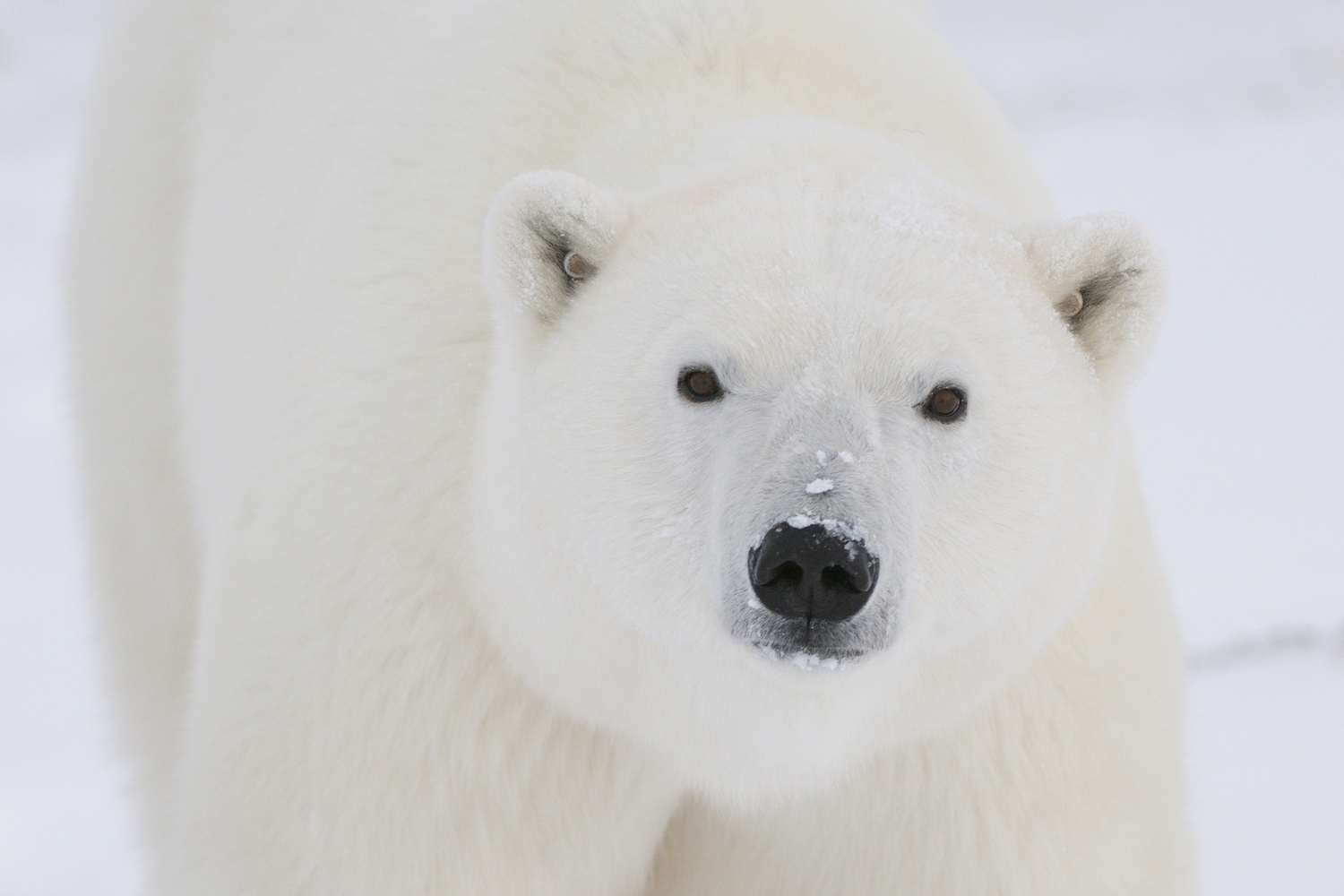 Why Do Researchers Track Polar Bears with Collars and Ear Tags