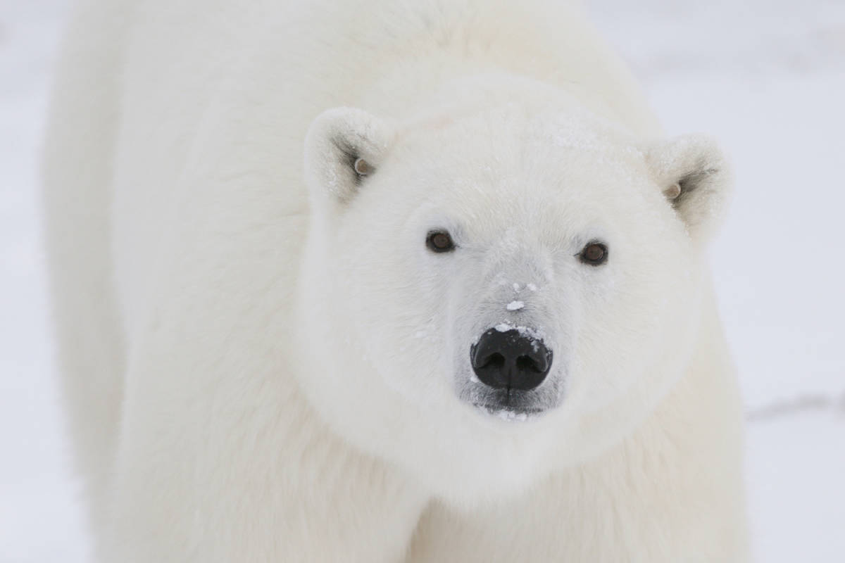Close up of a polar bear with GPS tracking ear tags