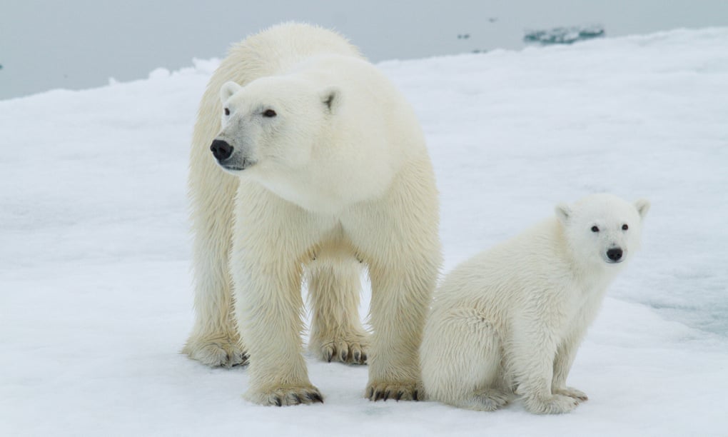 An adult polar bear and polar bear cub sitting back to back on the arctic sea ice