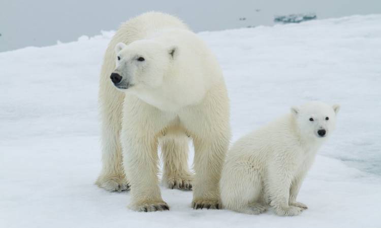 An adult polar bear and polar bear cub sitting back to back on the arctic sea ice