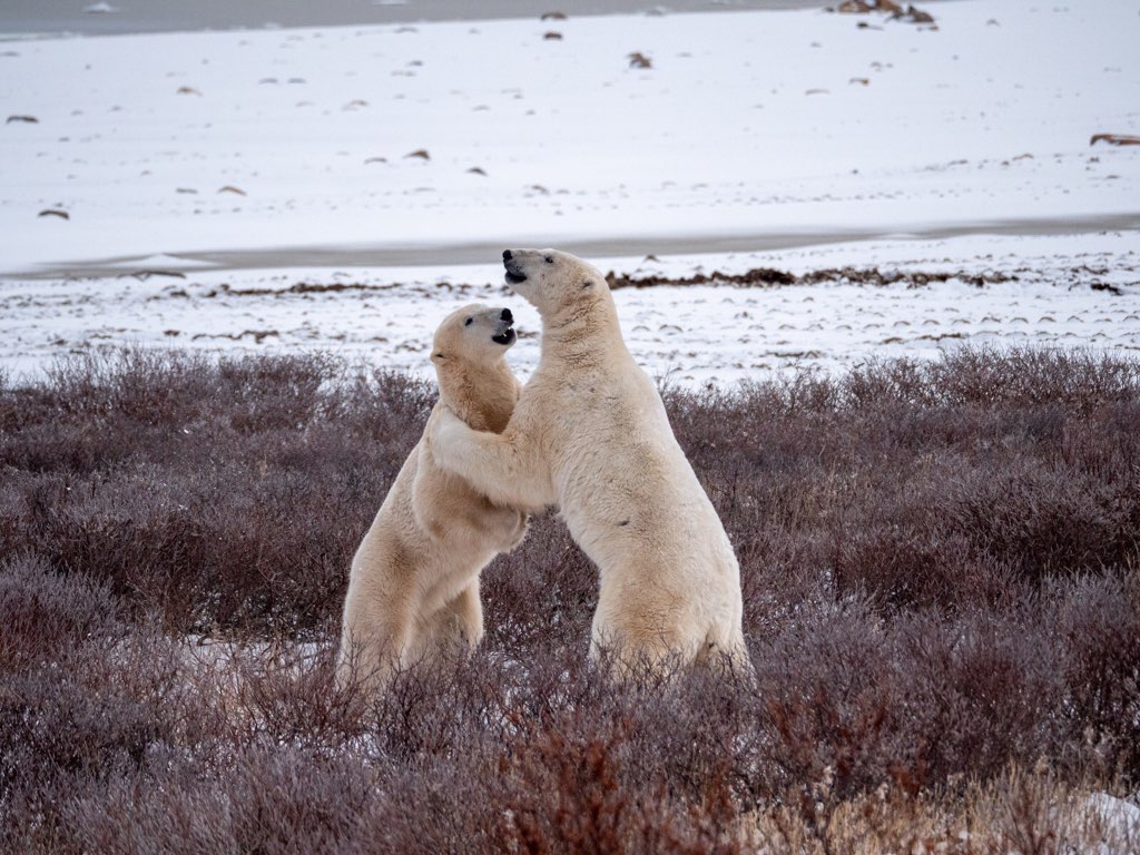 Two male polar bears spar on the snowy tundra