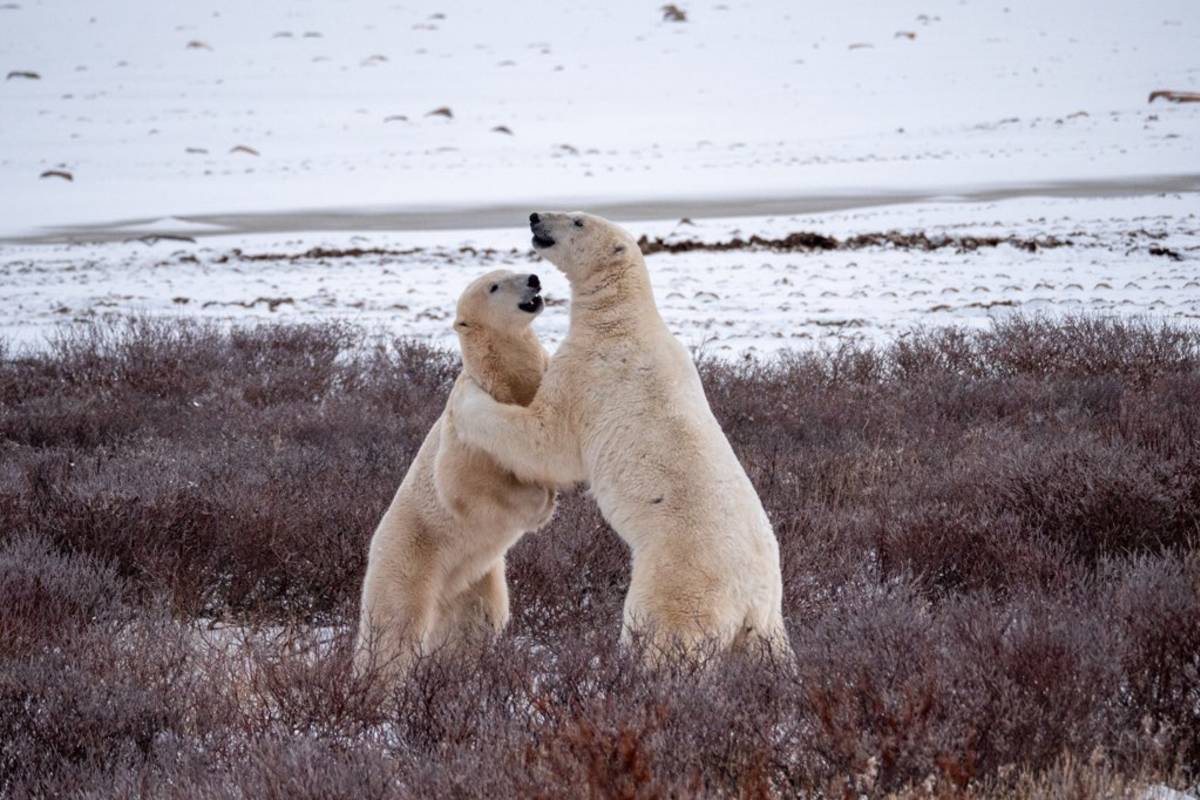 Two male polar bears spar on the snowy tundra