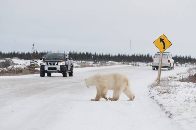 A polar bear walking on the road with cars driving by near Churchill, Manitoba