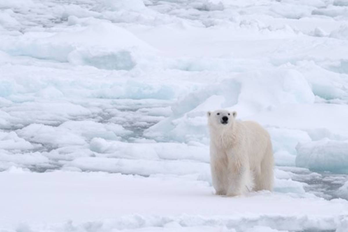 A polar bear on broken sea ice
