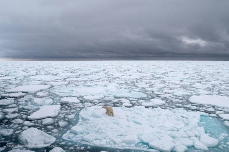 A polar bear on melting sea ice