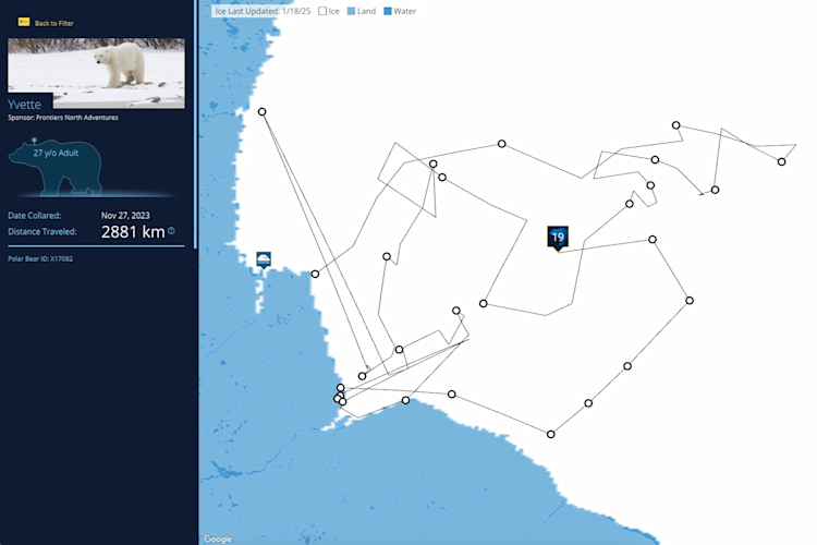 The Polar Bears International bear tracker map with the path of the bear "Yvette" highlighted