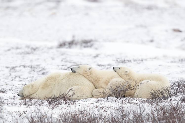 Polar bear mom twin cubs snuggle