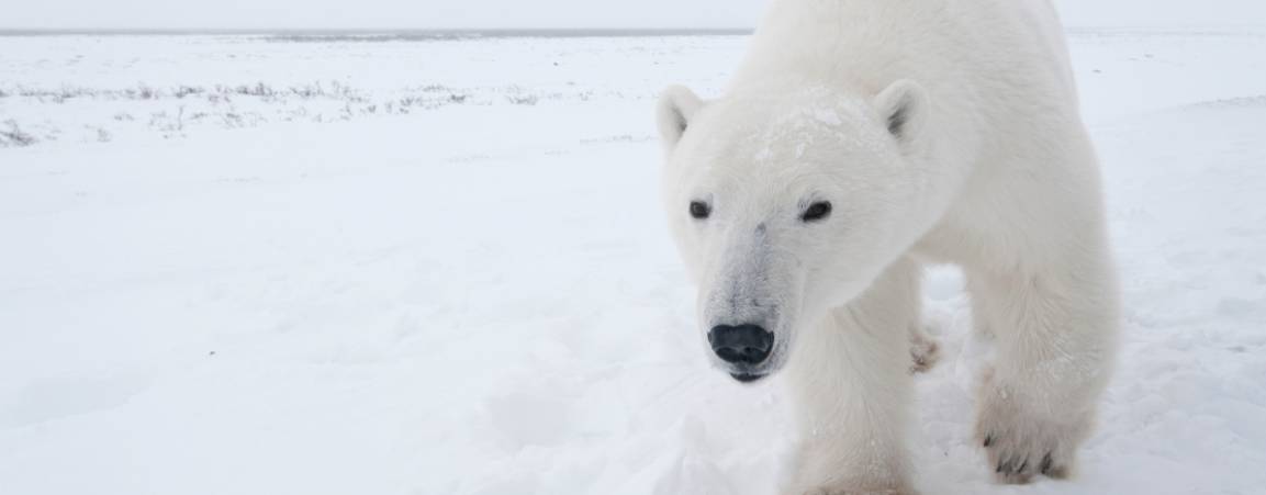 Polar bear looking at the camera