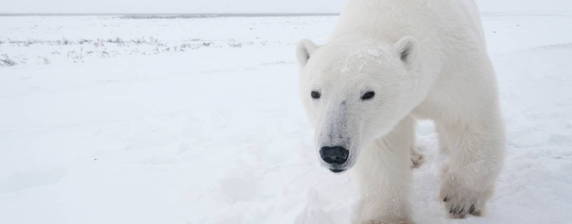 Polar bear looking at the camera