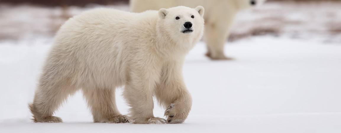 Polar bear cub