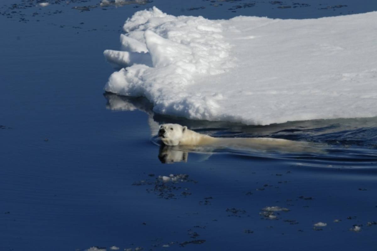 Swimming polar bear