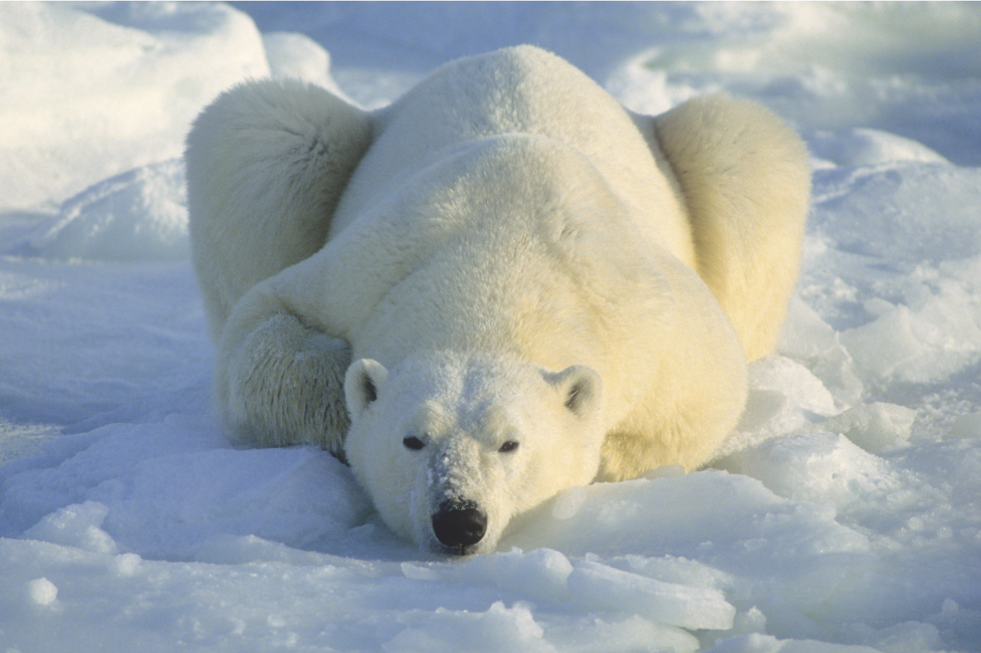 Polar bear laying down in the snow image